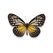 Scientifically pinned butterfly with fractal wings